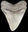 Serrated, Megalodon Tooth - South Carolina #45941-2